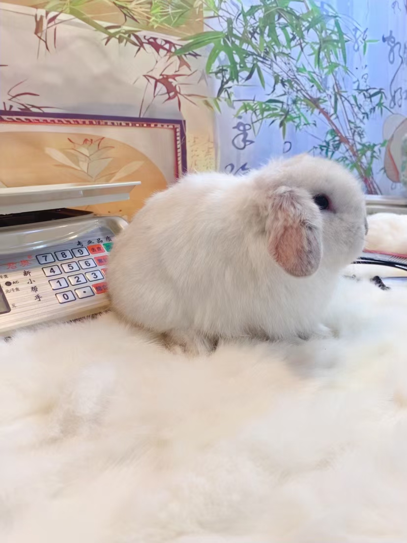 双血霜白垂耳兔